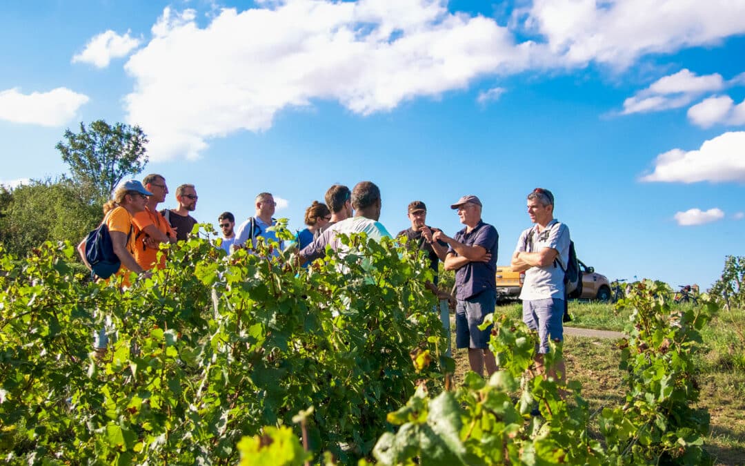 Rencontre avec le vigneron dans le maconnais Team building Vélos Vin vignobles